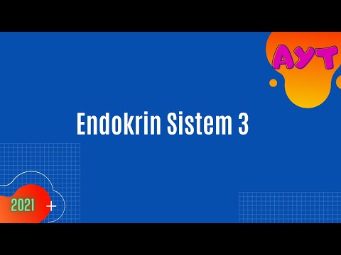 Endokrin Sistem 3 | Pankreas | Eşeysel Bezler isimli mp3 dönüştürüldü.