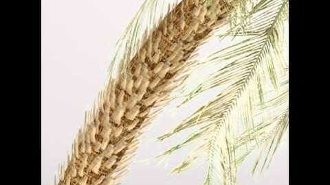 Palm 3D Model | Plants / Trees 3D Models | max, 3ds, c4d, obj, lwo