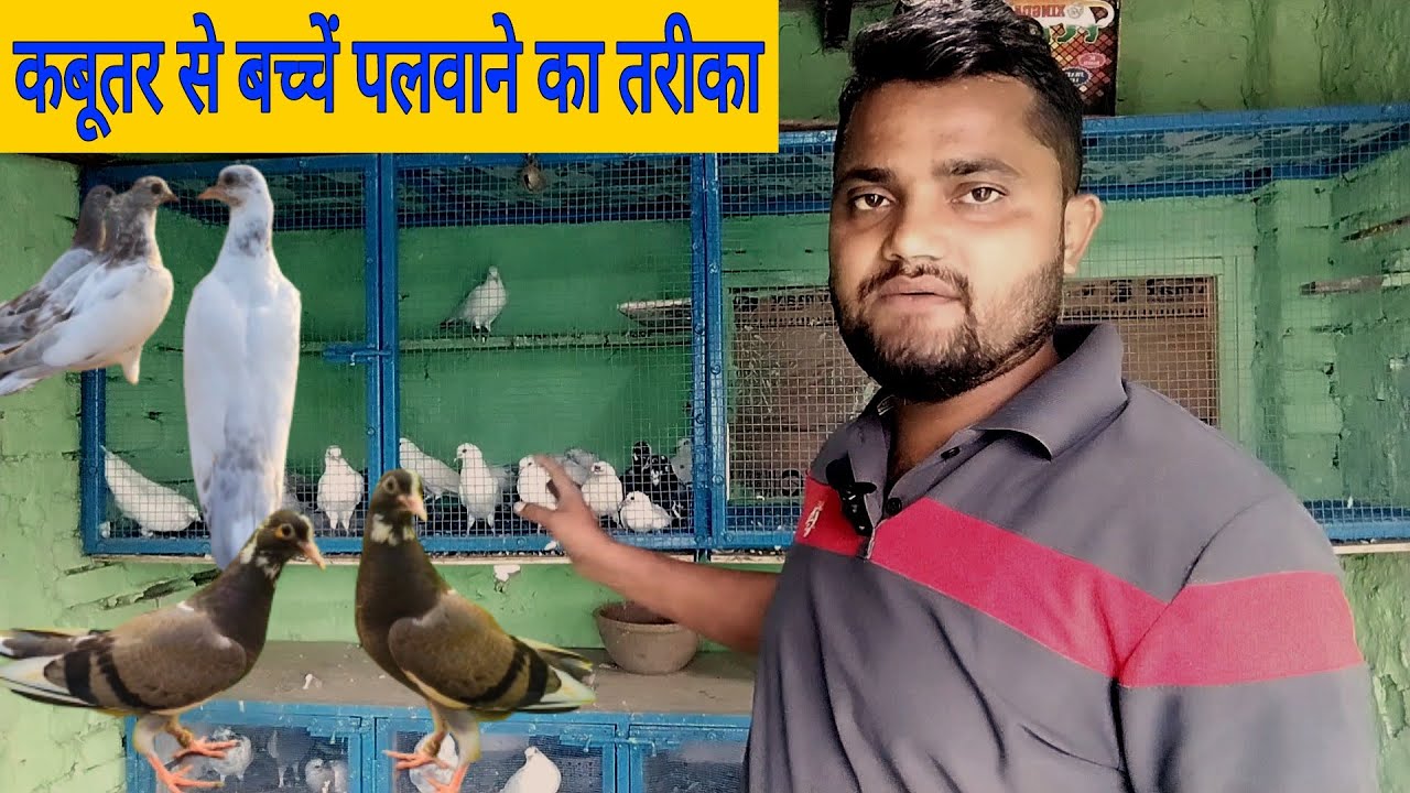 Kabutar se bacche palwane ka tarika। कबूतर से बच्चें पलवाने का सही तरीका।