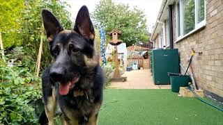 10 MONTH OLD GERMAN SHEPHERD IN SLOW MOTION 26.10.2021