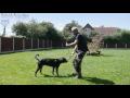 Dog Training through play with Leo @ Royvon