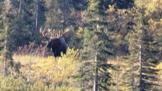 DIY Alaska Moose Hunt 2019