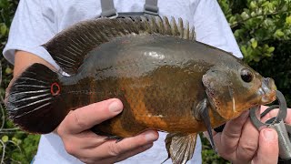 How to catch big Oscar cichlids in the Florida Everglades