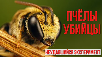 Пчелы-убийцы. Неудавшийся эксперимент