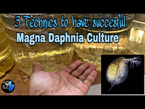 Video: Bakit maganda ang Daphnia para sa mga eksperimento?