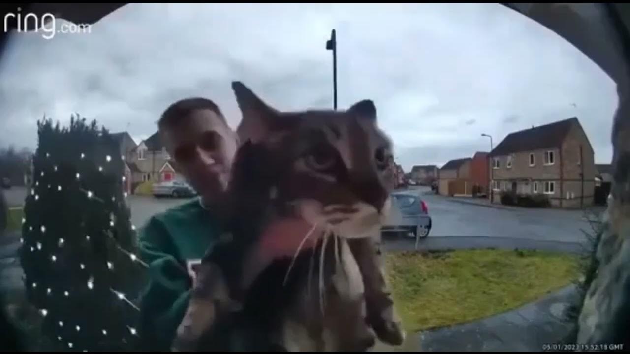 кот кричит ааа в дверной замок - YouTube