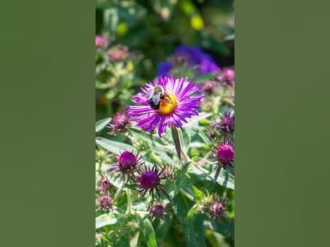 review sony fe 28-70mm f/3.5-5.6 oss