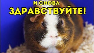 Возвращение Блудного... ТУАЛЕТА! Возвращение Блудного... ТУАЛЕТА!