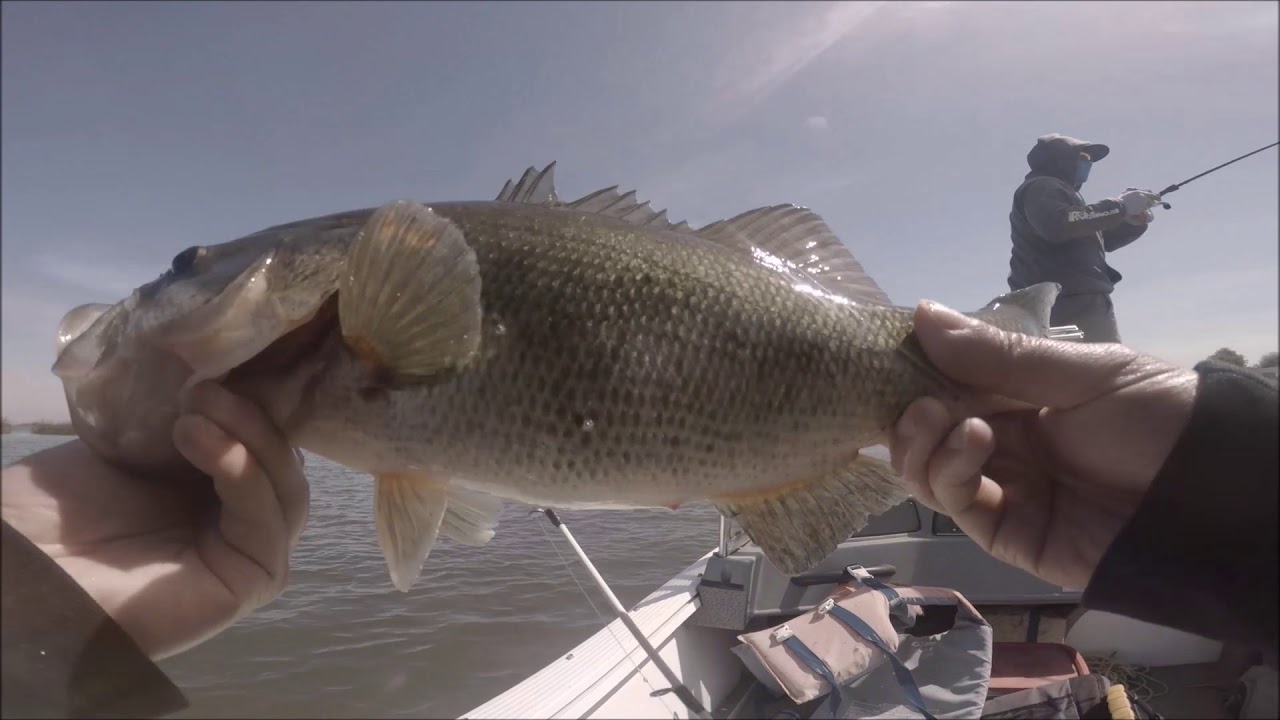CA Delta Bass Fishing Cinco de Mayo Weekend GoPro 5 5/4/18 - YouTube
