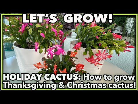 Vídeo: Como cultivar um cacto de férias - Natal, Dia de Ação de Graças & Diferenças de cactos de Páscoa - Conhecimento de jardinagem