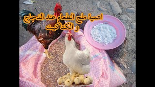 تربية الدجاج البلدي _اهمية ملح الطعام عند الدجاج و الكتاكيت ( يوميات مزارع 34 )