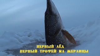 Первый лёд/ Первый трофей на жерлицы/ Рыбалка с подводной камерой FOCUSFISH