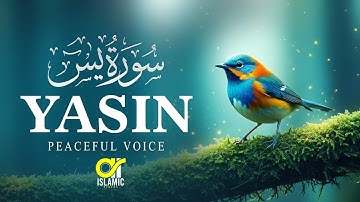 Surah Yasin (Yaseen) سورة يس | This Voice Will Calm Your Heart | EP -128 @islamicvideos.a.r