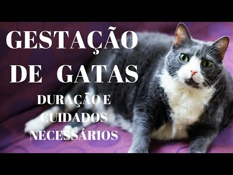 Vídeo: Quanto Tempo Dura A Gravidez De Uma Gata, O Que Determina O Período De Gravidez Dos Gatinhos (incluindo A Primeira Vez), Cuidando De Uma Mascote Grávida