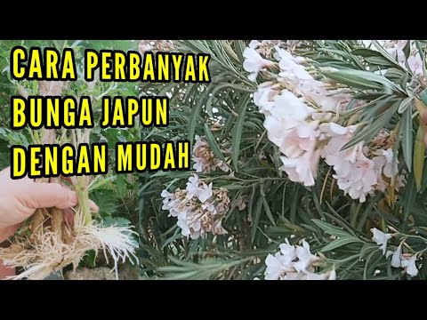 Cara Perbanyak Bunga Japun Dengan Mudah, (How to Multiply Flowers Easily)