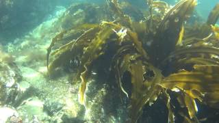 Морская капуста Морская капуста