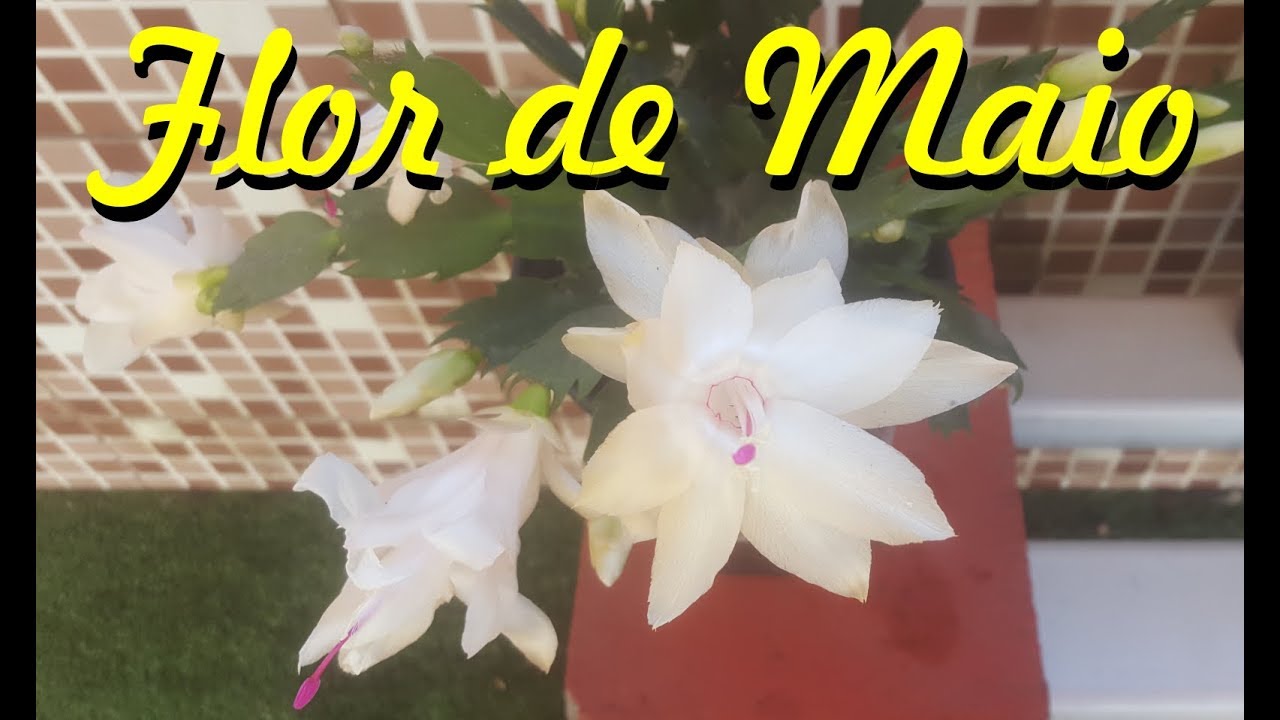 Como Cuidar E Fazer Mudas De Flor De Maio Youtube