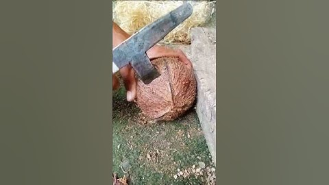dried coconut | removing coconut from its shell