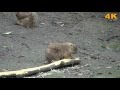 Black - tailed prairie dog / Groundhog 黑尾草原犬鼠 / 黑尾土撥鼠  ( 2016 Ultra HD 4K HDR )