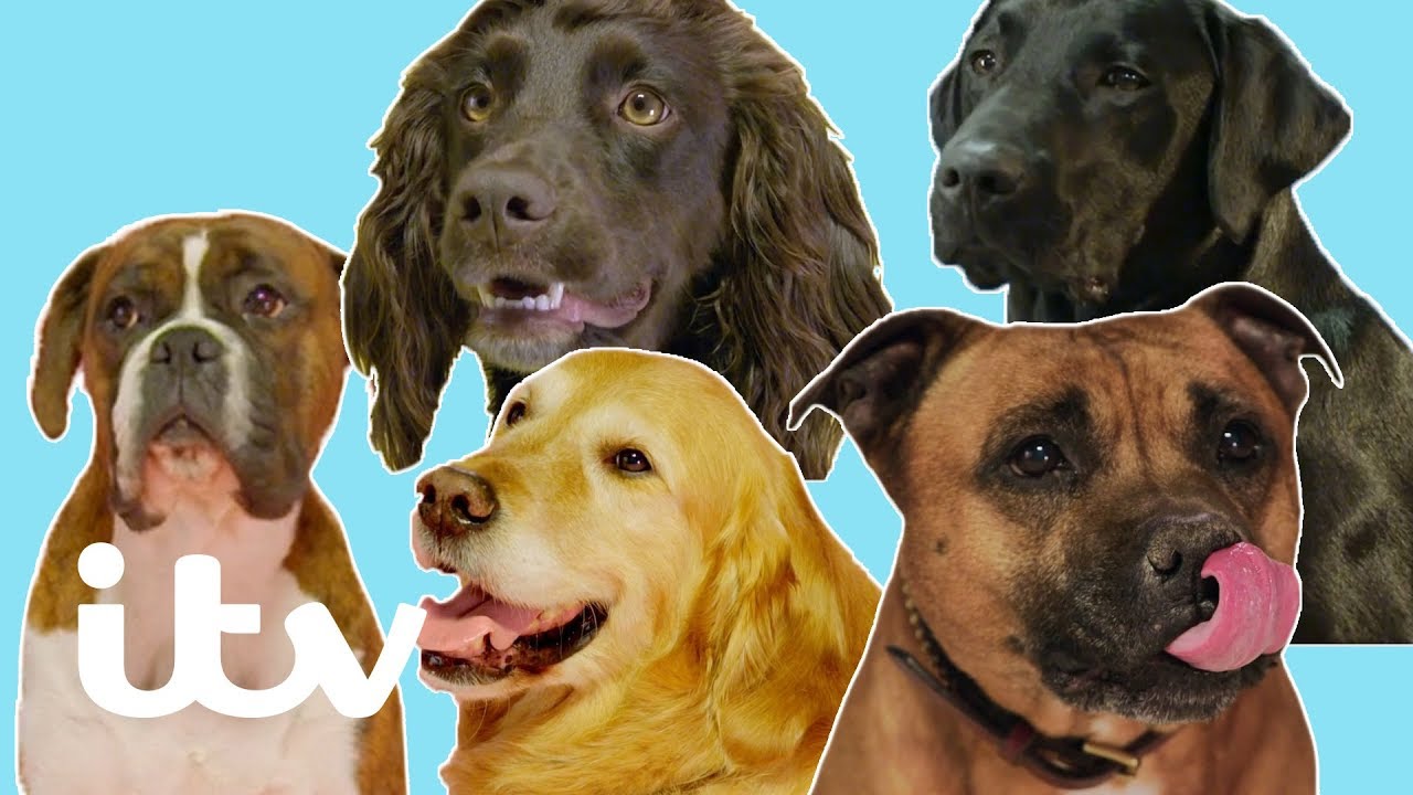 100 best dogs itv