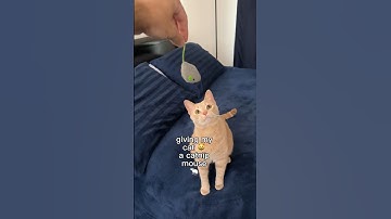 Giving my cat a catnip mouse 😺🐁 #cats #cutecats #funnycats
