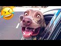 FUNNY ANIMAL VIDEOS😹🐶 Funny cat videos and dogs - Funny videos 302