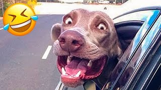 Funniest Dogs And Cats Moments 😂 Funny Aimal Videos 302 by Happy Dog 13,379 views 7 months ago 15 minutes