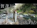 【京都市鴨川】賀茂川水系で渓流釣り【ルアーでアマゴ釣り】