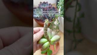 Why should we let cuttings callus in propagation? 🤔 #succulent #cactus #propagation #houseplants