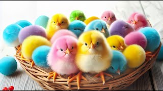Cute Chickens, Colorful Chickens, Rainbow Chicken, Rabbits, Cute Cats, Ducks, Animals Cute