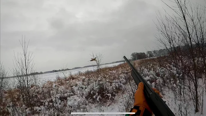 Snowy Late-Season Wisconsin Pheasants
