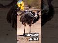 "Strangest Wildlife Moment Ever 😳🔥" #shortsviral #usashorts
