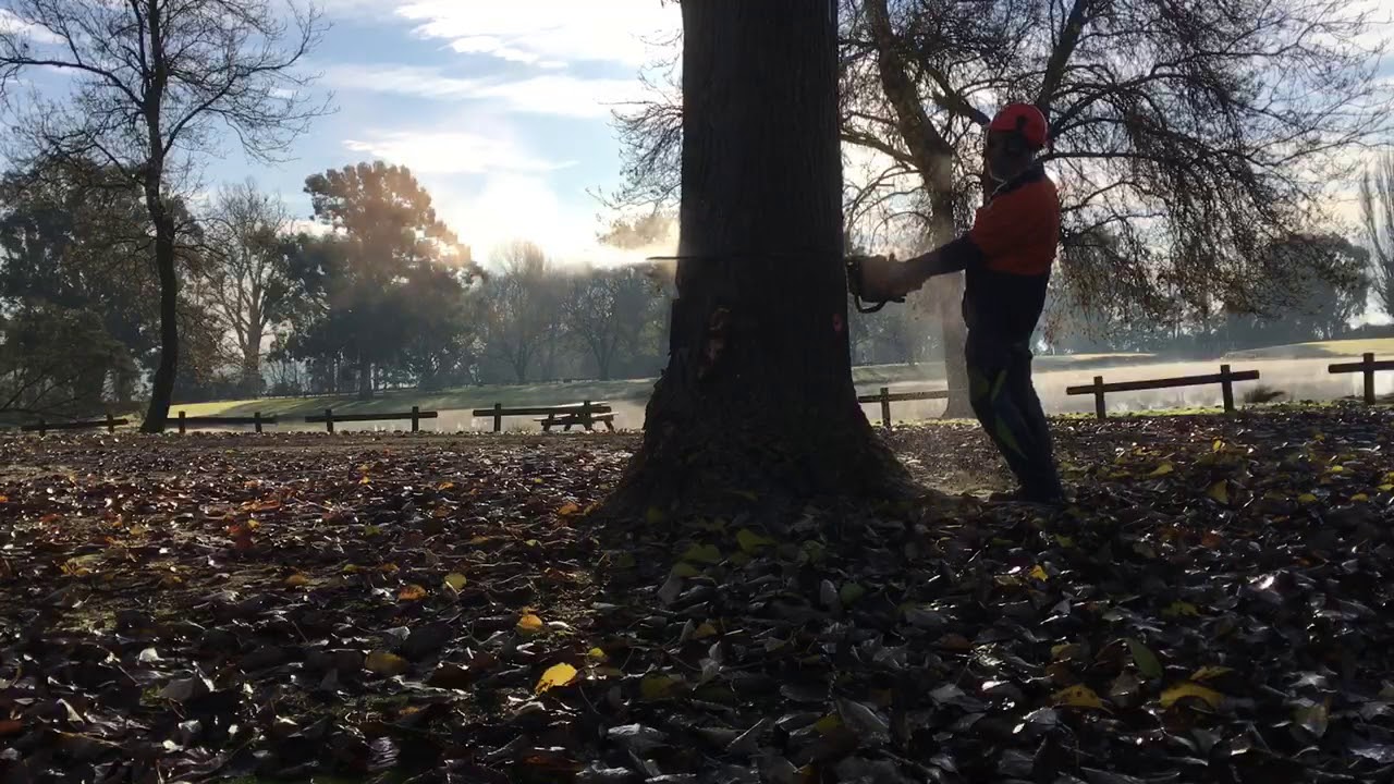 Quality Tree Works at Cowwarr Weir