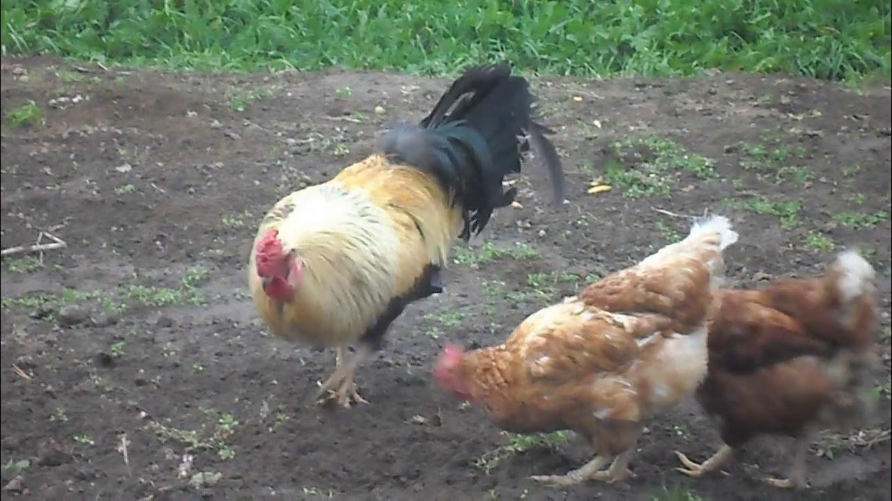 куры клюют петуха. куры в хозяйстве. куры клюют петуха. петух кушает. курица клюет зерно.