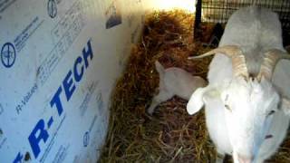 baby goats in alaska (Dar's Foxtail Farms)