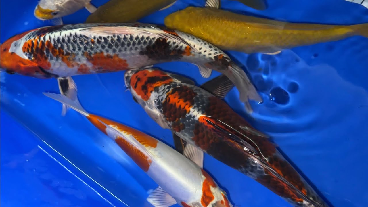 New koi to grow on for my own pond stunning high quality koi from yoshikigoi koi farm YouTube