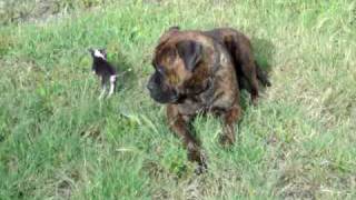 Charlie the chihuahua puppy meets the big dogs