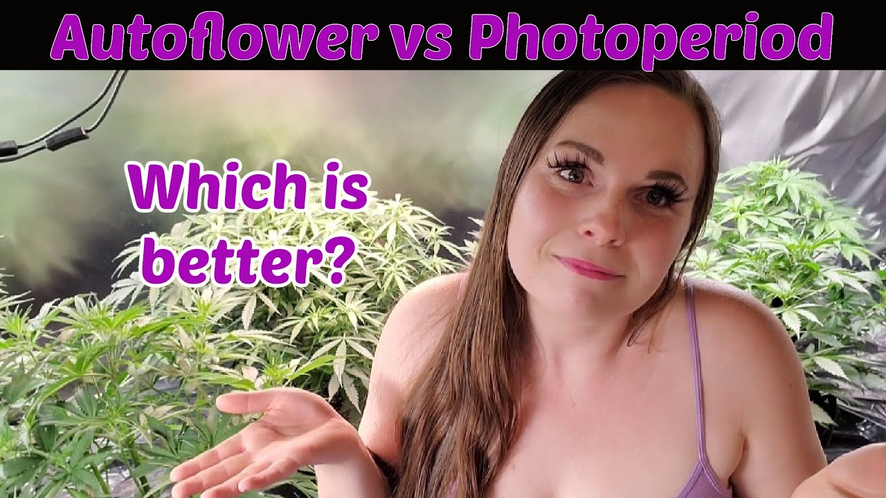 Photoperiod vs Autoflower - Which is best for you?