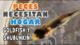 Decenas de Pececitos 🐟 Buscan Hogar ¿Quieres adoptarlos? 🐟 Goldfish y Shubunkin.