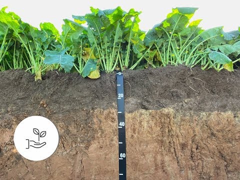 Video: Ar augalai gali padėti dirvožemio erozijai?