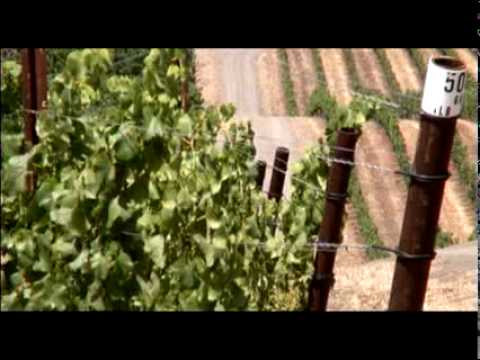 Sustainable Vine Wine Tour