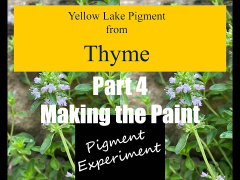 Yellow Paint from Thyme Part 4 | Making the Paint