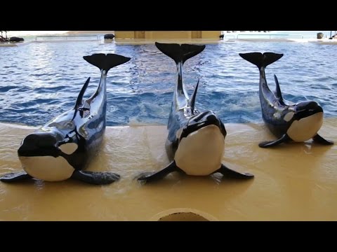 Family of Orcas