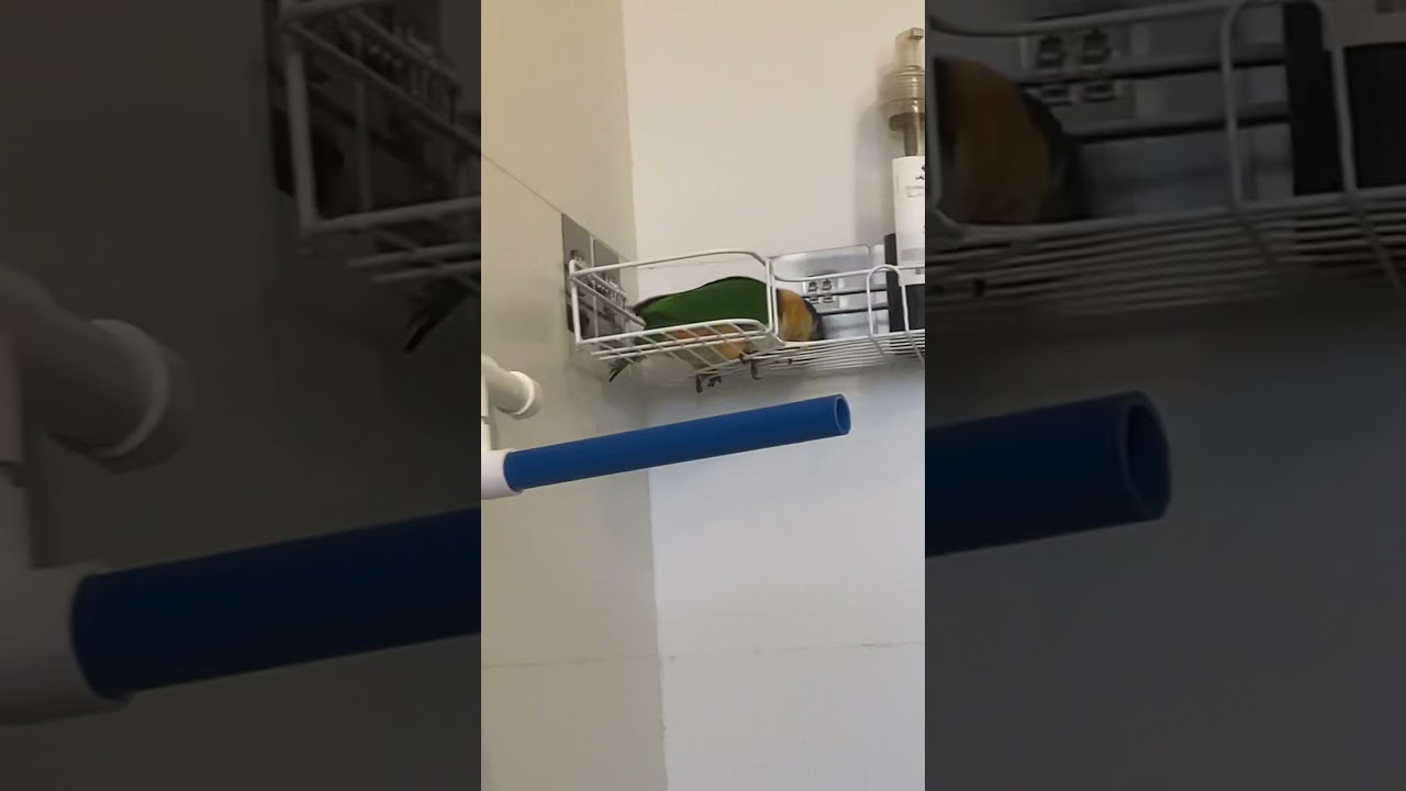 Baby Caique singing in the shower