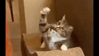 The Bee #adoptedcats #catlover  #nomnom  #tabbycat #cat  #catvideos  #cute  #catbehavior by TabbyNomNom 357 views 10 days ago 3 minutes, 48 seconds