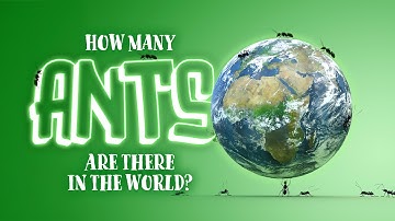 How Many Ants Are There In The World?
