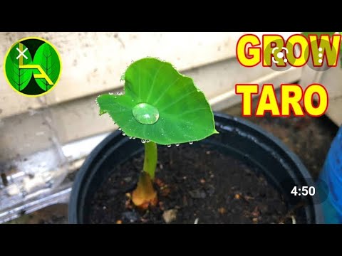 How To Grow ELEPHANT EAR plant !!! giant TARO from seeds