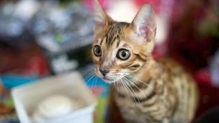 ГЛУПЕНЬКИЙ БЕНГАЛЬСКИЙ КОТ. СМОТРЕТЬ!!! ГЛУПЕНЬКИЙ БЕНГАЛЬСКИЙ КОТ. СМОТРЕТЬ!!!
