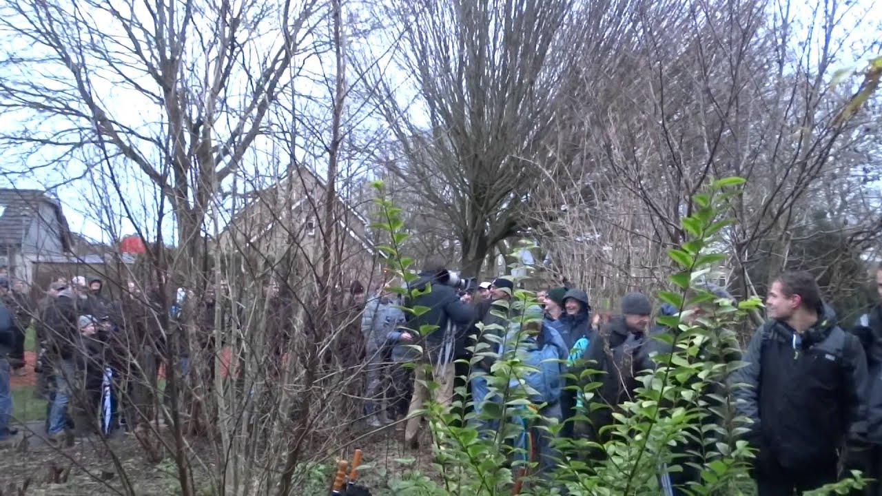 Siberian Rubythroat twitch queing to enter the house Roodkeelnachtegaal