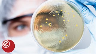 Bacteria to help recycle EV batteries